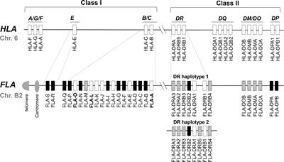 Identification of Novel Alleles and Structural Haplotypes of Major Histocompatibility Complex Class I and DRB Genes in Domestic Cat (Felis catus) by a Newly Developed NGS-Based Genotyping Method